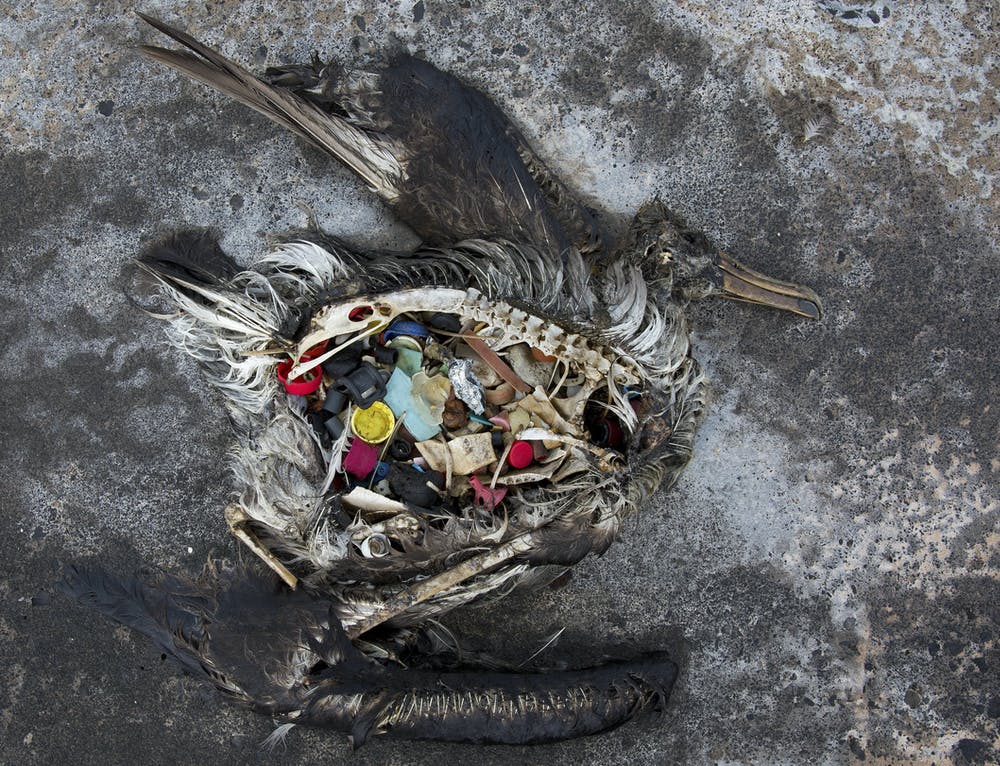 Albatros plný plastov